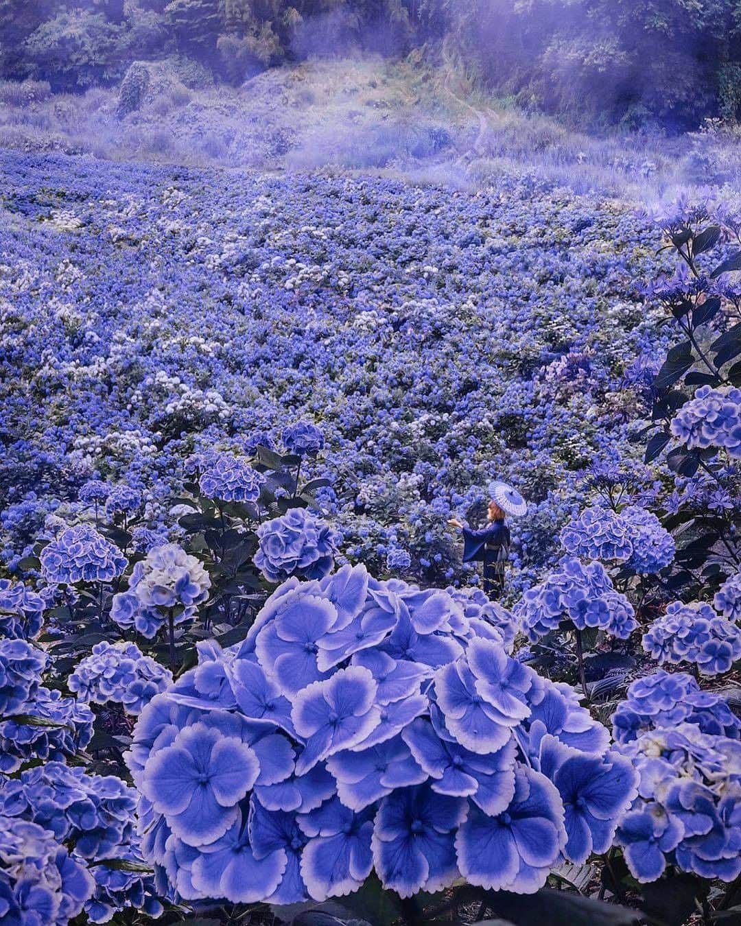Discover Earthさんのインスタグラム写真 - (Discover EarthInstagram)「What do you think about the pictures of this hydrangea park ?  This is the digital era, @hobopeeba is trying a new way to shoot images ! a socially distancing appropriate way !  🇯🇵 #discoverjapan with @hobopeeba  #japan #hydrangea #digitalera」8月3日 1時01分 - discoverearth