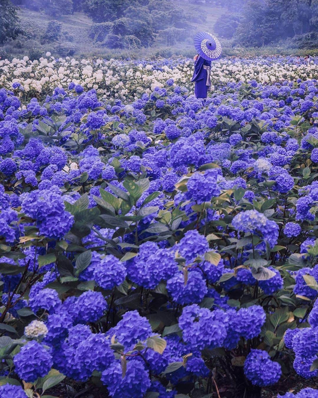 Discover Earthさんのインスタグラム写真 - (Discover EarthInstagram)「What do you think about the pictures of this hydrangea park ?  This is the digital era, @hobopeeba is trying a new way to shoot images ! a socially distancing appropriate way !  🇯🇵 #discoverjapan with @hobopeeba  #japan #hydrangea #digitalera」8月3日 1時01分 - discoverearth