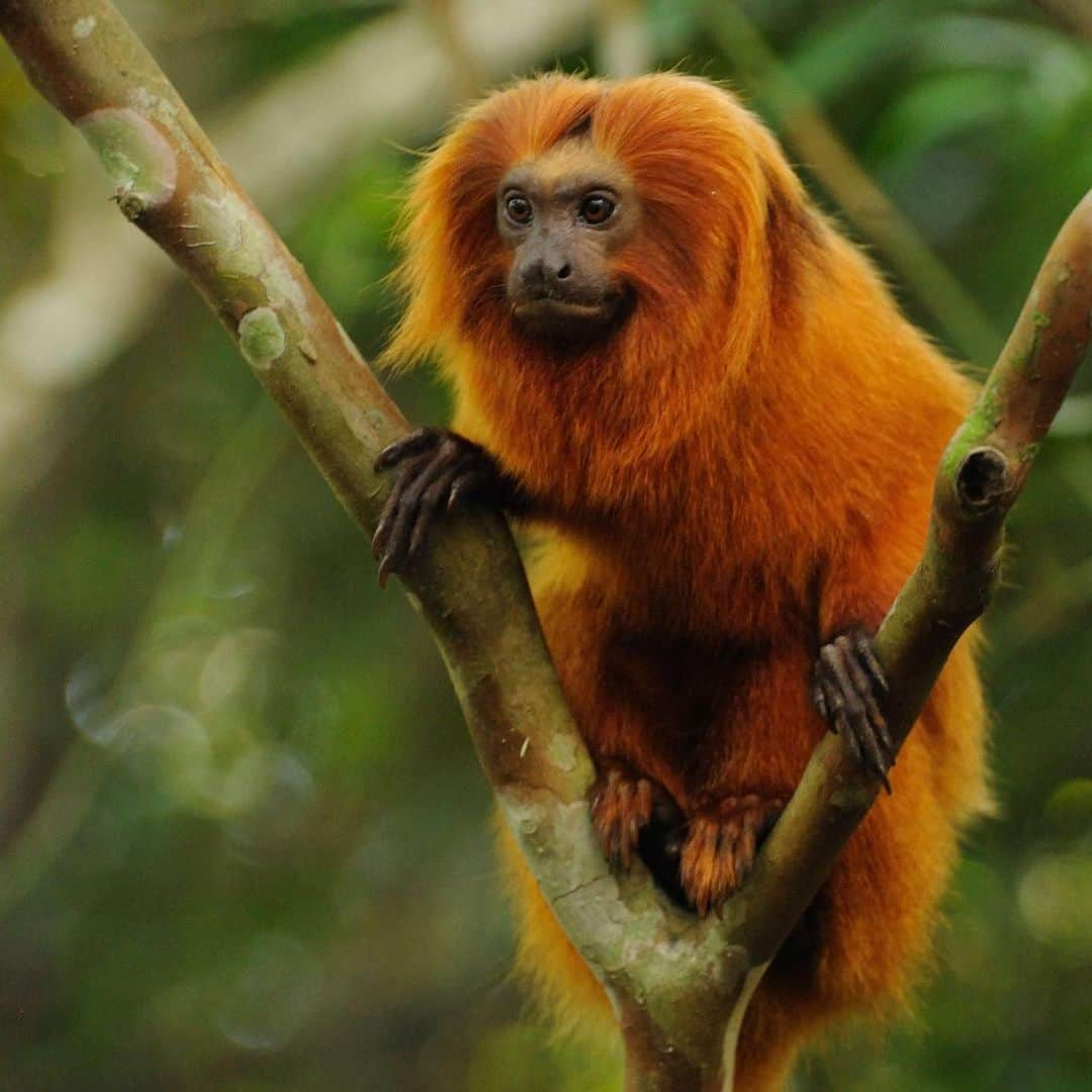 レオナルド・ディカプリオさんのインスタグラム写真 - (レオナルド・ディカプリオInstagram)「Today is International Golden Lion Tamarin Day. The recovery of these small Brazilian monkeys - from 200 individuals in the wild in the 1960s to 3,700 in recent years - is one of the world’s most celebrated wildlife comeback stories thanks to the international efforts of a large team of committed partners.  In 2018, the population dropped for the first time since the ‘60s as a wave of yellow fever that began in humans in 2016 unexpectedly started to kill the endangered tamarins, reducing the population by 32%.  Now conservationists from Save the Golden Lion Tamarin, @associacaomicoleaodourado, and partners like @global_wildlife_conservation are hoping to vaccinate the monkeys, using their knowledge and experience from the past few decades to increase the population yet again and to continue to conserve and restore their iconic home in Brazil’s Atlantic Forest.   Photo: @RussMittermeier, Global Wildlife Conservation」8月3日 1時05分 - leonardodicaprio