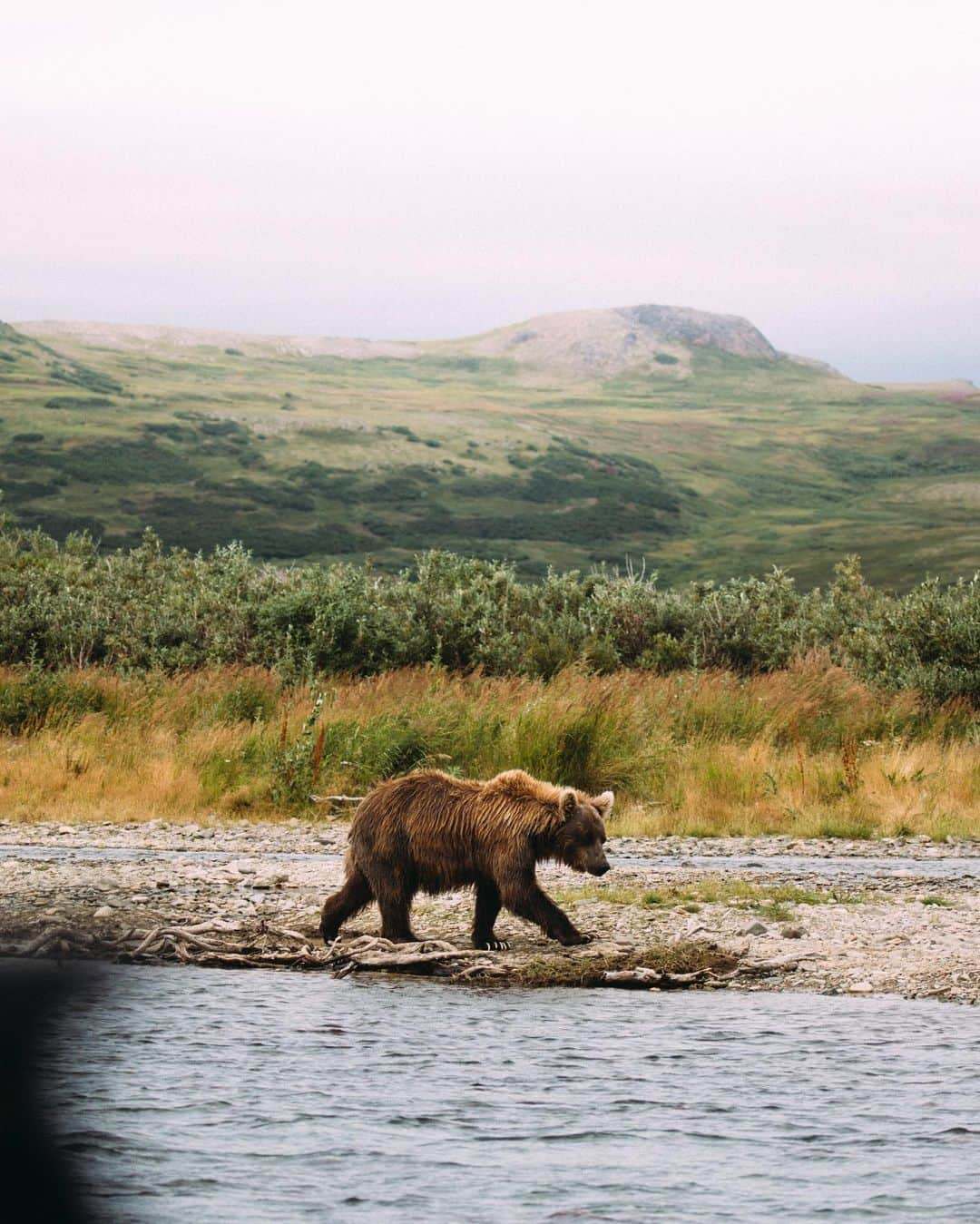 BEAUTIFUL DESTINATIONSさんのインスタグラム写真 - (BEAUTIFUL DESTINATIONSInstagram)「Bristol Bay, one of Alaska’s most treasured natural wonders, is under threat. It’s home to an irreplaceable ecosystem and one of the last salmon strongholds. Not only that, its iconic wildlife has sprung up a sustainable tourism industry which effects thousands of Alaskan livelihoods.  All of this is under threat if the Pebble Mine moves forward. The recent approval of the environmental impact statement has made it clear that our voices need to be heard.   The #BDTeam traveled to Alaska to get the story and to help protect this beautiful part of the world. The full video is on our YouTube.   @world_wildlife @jeremyjauncey and @loganlambert #StopPebbleMine #VetoPebbleMine」8月3日 1時09分 - beautifuldestinations