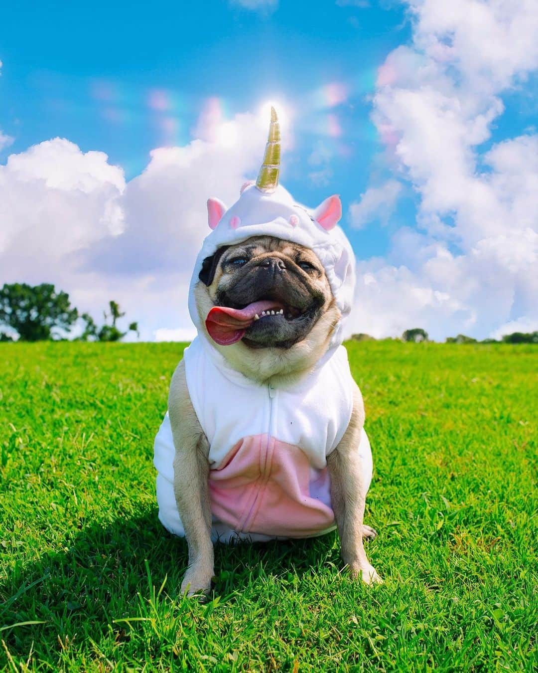 itsdougthepugさんのインスタグラム写真 - (itsdougthepugInstagram)「“Do u believe in magic?” -Doug」8月3日 1時10分 - itsdougthepug