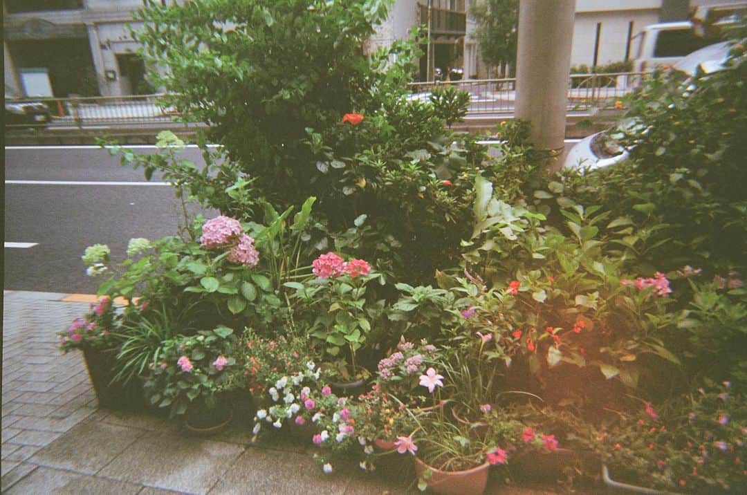 百瀬怜のインスタグラム：「kodakm35で撮った写真を現像してきたんだが結構むずかったーーー(;o;) フィルムによっては結構暗くなる〜 相性的にはやっぱりKodakのフィルムが良いのかなーと思った('ω') でも光漏れするの最高に好き✌︎ #kodakm35 #kodakultramax400」
