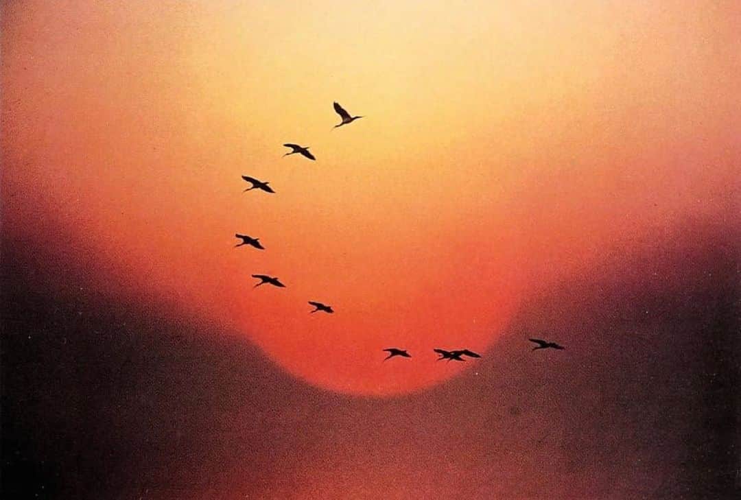 フラヴィア・ルチーニのインスタグラム：「🕊🕊🕊🕊🕊🕊 #peace #pace #paz 🕊」