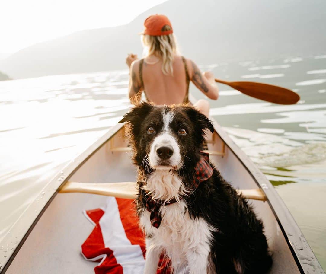 Andrew Knappのインスタグラム：「On our journeys alone, together. On Shuswap Lake with boatloads of grounded friends and a couple of dogs. Had a good reset and headed back out to continue shooting the book today. More excited than ever to get out on the water again with dogs in a canoe. Maiden voyage in the @novacraftcanoe and it was a good one. 🌞」