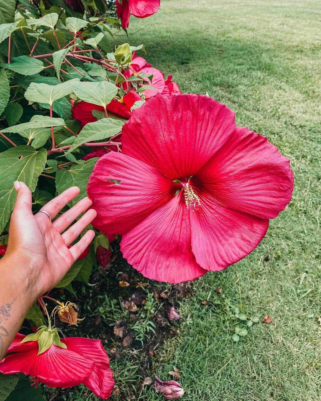 Emily Zeckさんのインスタグラム写真 - (Emily ZeckInstagram)「- Scroll all the way over for a nice awkwardly silent vid of me feeling uncomfy in a dress lol 🌼🌺 Also, look at this MASSIVE hibiscus bush I stumbled upon. One petal was the size of my whole face. Granted, I do have a small face, but still. Freakin COOL man.」8月3日 3時28分 - thatpineapplegirl