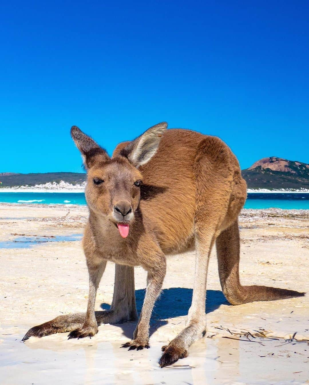 Australiaさんのインスタグラム写真 - (AustraliaInstagram)「Alright, buddy - you live in paradise. There’s no need to rub it in! 😛 @_markfitz met this cheeky #kangaroo on a visit to #LuckyBay in @westernaustralia. This peaceful, protected bay in @australiasgoldenoutback was named when explorer Matthew Flinders sheltered his vessel here from a storm. We think it’s also pretty lucky to spot #kangaroos hopping along the beach and posing for photos - tap the save tab if you agree! #seeaustralia #thisisWA #wanderoutyonder #goldenoutback」8月3日 5時00分 - australia