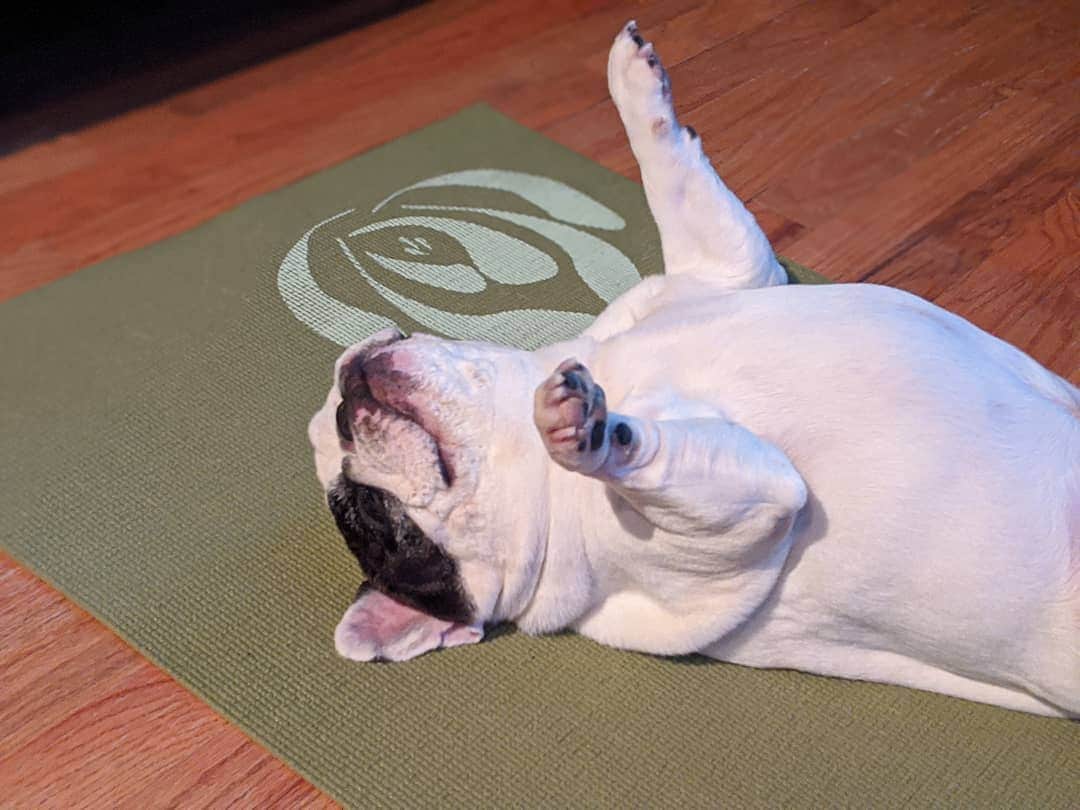 Manny The Frenchieのインスタグラム：「Was gonna get a workout in, but a nap sounded better.」