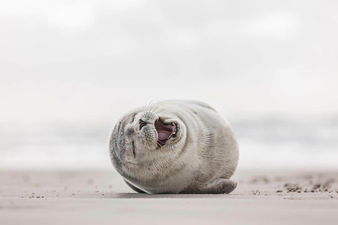 CANON USAさんのインスタグラム写真 - (CANON USAInstagram)「Caption this! Share a caption for this hysterical seal in the comments below!  Camera: #Canon EOS-1Ds Mark III Lens: EF 70-200mm f/2.8L IS II USM」8月3日 5時12分 - canonusa