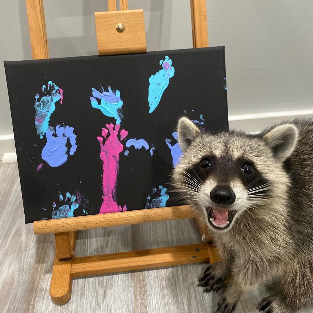 E! Onlineさんのインスタグラム写真 - (E! OnlineInstagram)「These are Piper the raccoon's first paintings and all we have to say is Picasso could NEVER. (📷:@titotheraccoon)」8月3日 5時17分 - enews