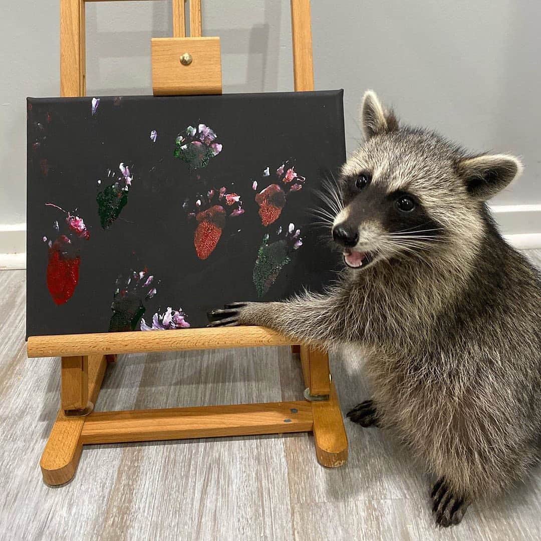 E! Onlineさんのインスタグラム写真 - (E! OnlineInstagram)「These are Piper the raccoon's first paintings and all we have to say is Picasso could NEVER. (📷:@titotheraccoon)」8月3日 5時17分 - enews