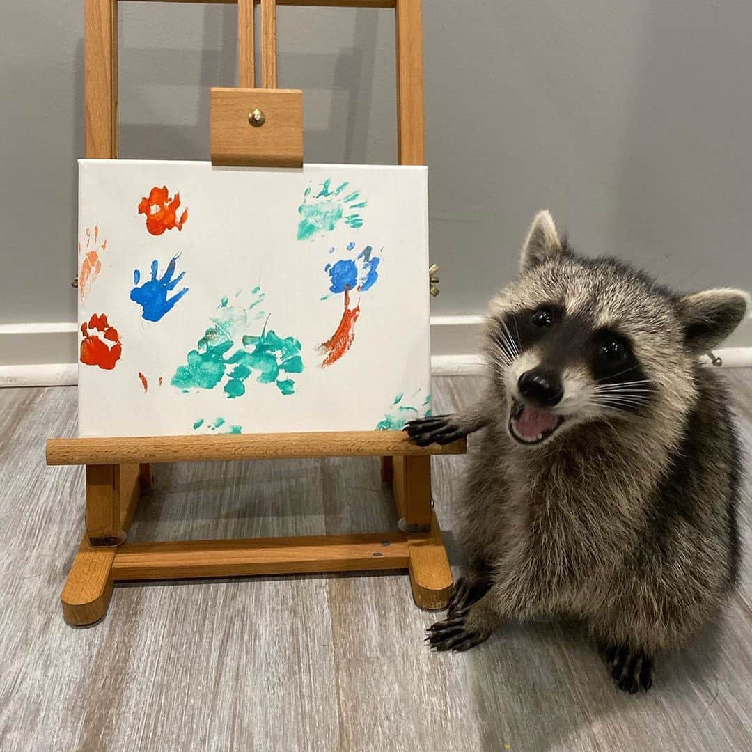 E! Onlineさんのインスタグラム写真 - (E! OnlineInstagram)「These are Piper the raccoon's first paintings and all we have to say is Picasso could NEVER. (📷:@titotheraccoon)」8月3日 5時17分 - enews