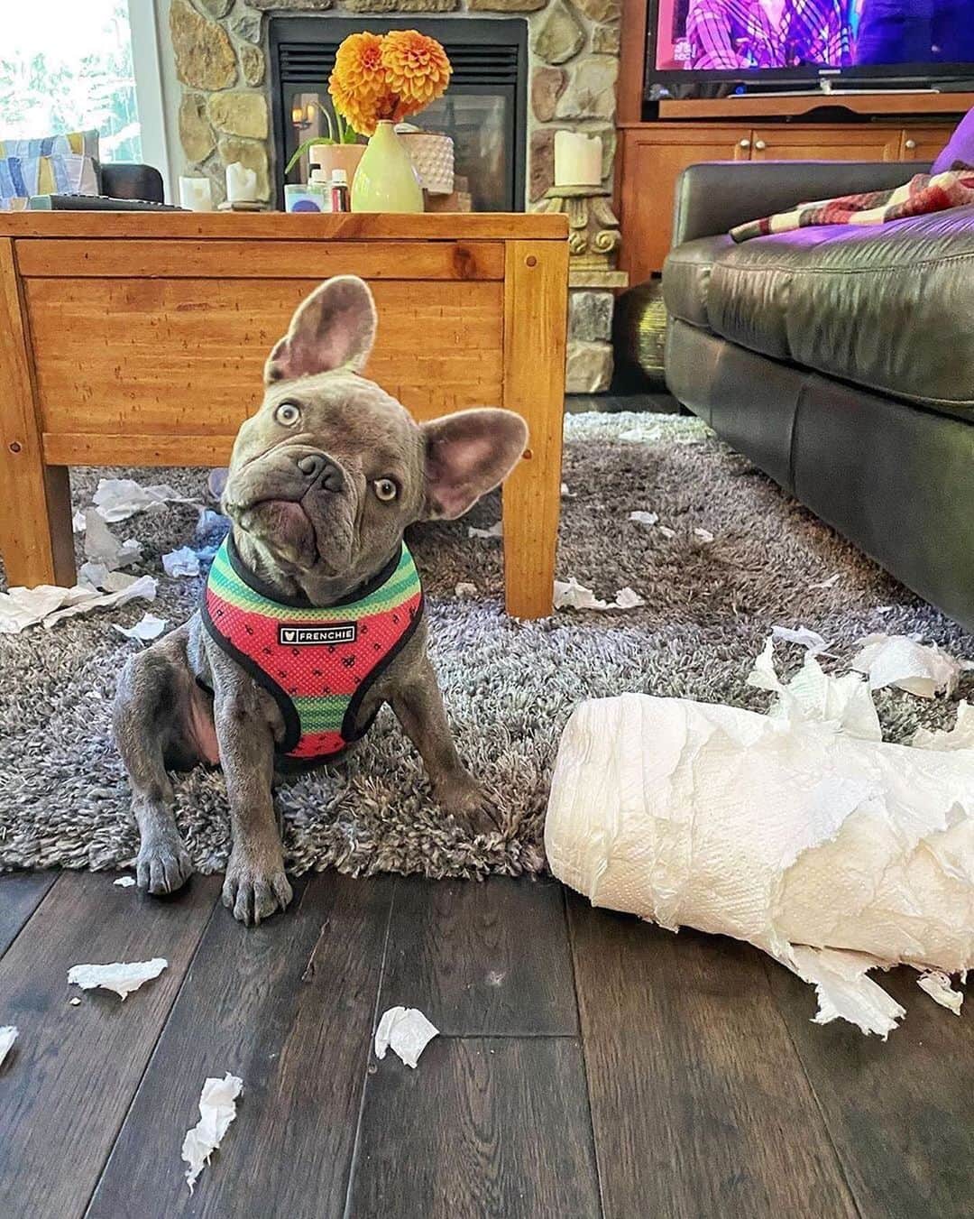 Regeneratti&Oliveira Kennelさんのインスタグラム写真 - (Regeneratti&Oliveira KennelInstagram)「I swear I had nothing to do with this..... @phoebe.da.frenchie  . .  Shop  @frenchie_bulldog ⚡️THE COOLEST⚡️ swag for your pup! 🎁 Get 10% off  with code jmarcoz10 🐾 . . . . . #frenchie #frenchies  #französischebulldogge #frenchbulldog #frenchbulldogs  #dog #dogsofinstagram #frenchies1 #bully #bulldog #bulldogfrances #フレンチブルドッグ #フレンチブルドッグ #フレブル #ワンコ #frenchiesgram #frenchbulldogsofinstagram #ilovemyfrenchie #batpig #buhi #squishyfacecrewbulldog」8月3日 6時04分 - jmarcoz
