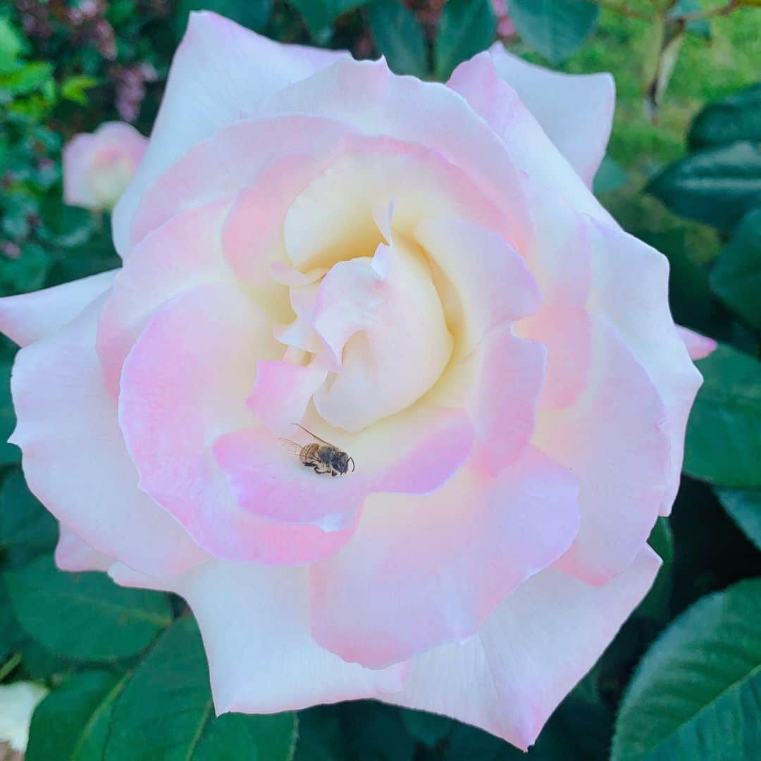 ミランダ・カーさんのインスタグラム写真 - (ミランダ・カーInstagram)「Beauty and the bee 🐝」8月3日 6時33分 - mirandakerr