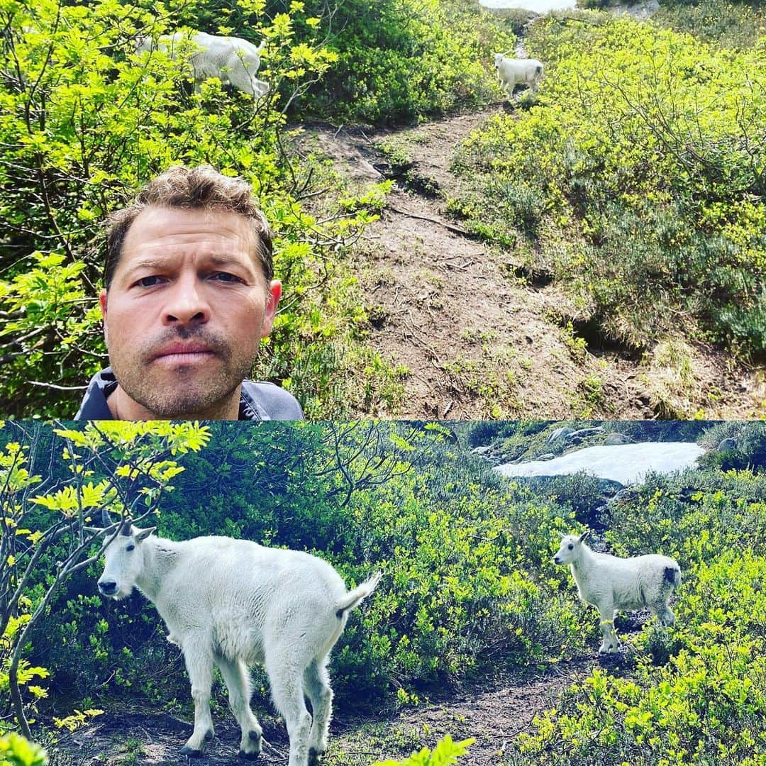 ミーシャ・コリンズさんのインスタグラム写真 - (ミーシャ・コリンズInstagram)「I've noticed that even wild mountain goats are pretty strict about social distancing these days.」8月3日 7時05分 - misha