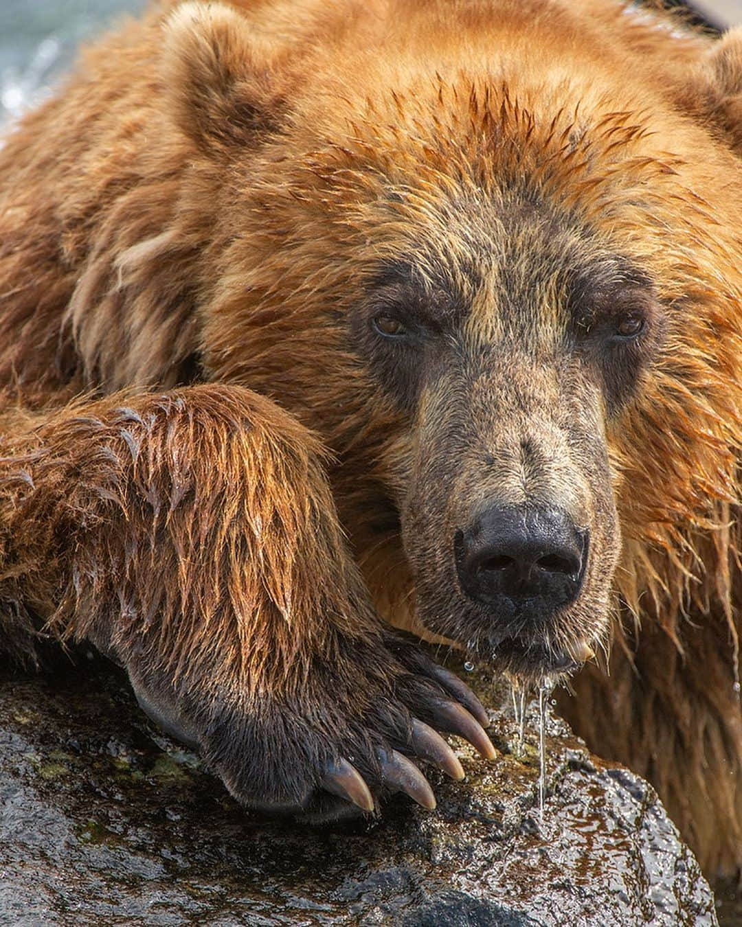 thephotosocietyさんのインスタグラム写真 - (thephotosocietyInstagram)「Photograph by @andyparkinsonphoto/@thephotosociety      Toothy – He might only have been the second biggest bear on the river, behind the formidable Scarface, but Toothy was still an awesome animal, uniquely coloured in reds, oranges and yellows he is a post-processing nightmare! Famed for his snaggletooth, the result of a fight with Scarface some 4 years earlier, he was also the most confiding. His favoured fishing spot, where he would spend his days lounging in the river, was the closest to where sat, and on this occasion he decided that he might come a little closer. He remained in the river, his mighty bear butt cooled by the constant flow, but decided to rest instead on a different rock. Here he lay for some time, running through a model-like repertoire of poses. ‘Give me contemplation Toothy, now look away wistfully, into the near distance’. It’s rare indeed for an animal to be quite so co-operative and given the river behind, all cluttered and distracting, the only option was to go in tight. I needed to try and achieve front to back sharpness as there was little point having nice sharp eyes but then having both the nose and paws drifting frustratingly out of focus. As such I increased my ISO to 3200 and then set my aperture at F16. This gave me a corresponding shutter speed of 1/400sec, more than enough to freeze the gentle movement as Toothy’s head swayed side to side, giving us all manner of compositional possibilities. So here are a few of them, starting with a symmetrical portrait showing those incredible paws off in all their glory. Included are just a few other versions, just in case you wanted to pick a favourite.」8月3日 7時07分 - thephotosociety