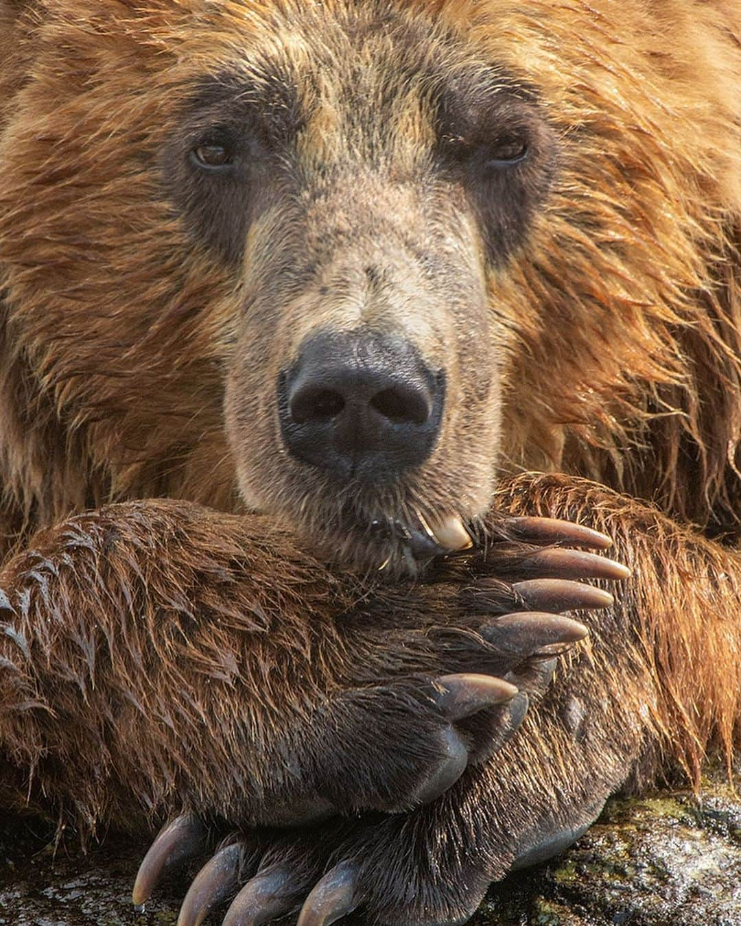 thephotosocietyさんのインスタグラム写真 - (thephotosocietyInstagram)「Photograph by @andyparkinsonphoto/@thephotosociety      Toothy – He might only have been the second biggest bear on the river, behind the formidable Scarface, but Toothy was still an awesome animal, uniquely coloured in reds, oranges and yellows he is a post-processing nightmare! Famed for his snaggletooth, the result of a fight with Scarface some 4 years earlier, he was also the most confiding. His favoured fishing spot, where he would spend his days lounging in the river, was the closest to where sat, and on this occasion he decided that he might come a little closer. He remained in the river, his mighty bear butt cooled by the constant flow, but decided to rest instead on a different rock. Here he lay for some time, running through a model-like repertoire of poses. ‘Give me contemplation Toothy, now look away wistfully, into the near distance’. It’s rare indeed for an animal to be quite so co-operative and given the river behind, all cluttered and distracting, the only option was to go in tight. I needed to try and achieve front to back sharpness as there was little point having nice sharp eyes but then having both the nose and paws drifting frustratingly out of focus. As such I increased my ISO to 3200 and then set my aperture at F16. This gave me a corresponding shutter speed of 1/400sec, more than enough to freeze the gentle movement as Toothy’s head swayed side to side, giving us all manner of compositional possibilities. So here are a few of them, starting with a symmetrical portrait showing those incredible paws off in all their glory. Included are just a few other versions, just in case you wanted to pick a favourite.」8月3日 7時07分 - thephotosociety