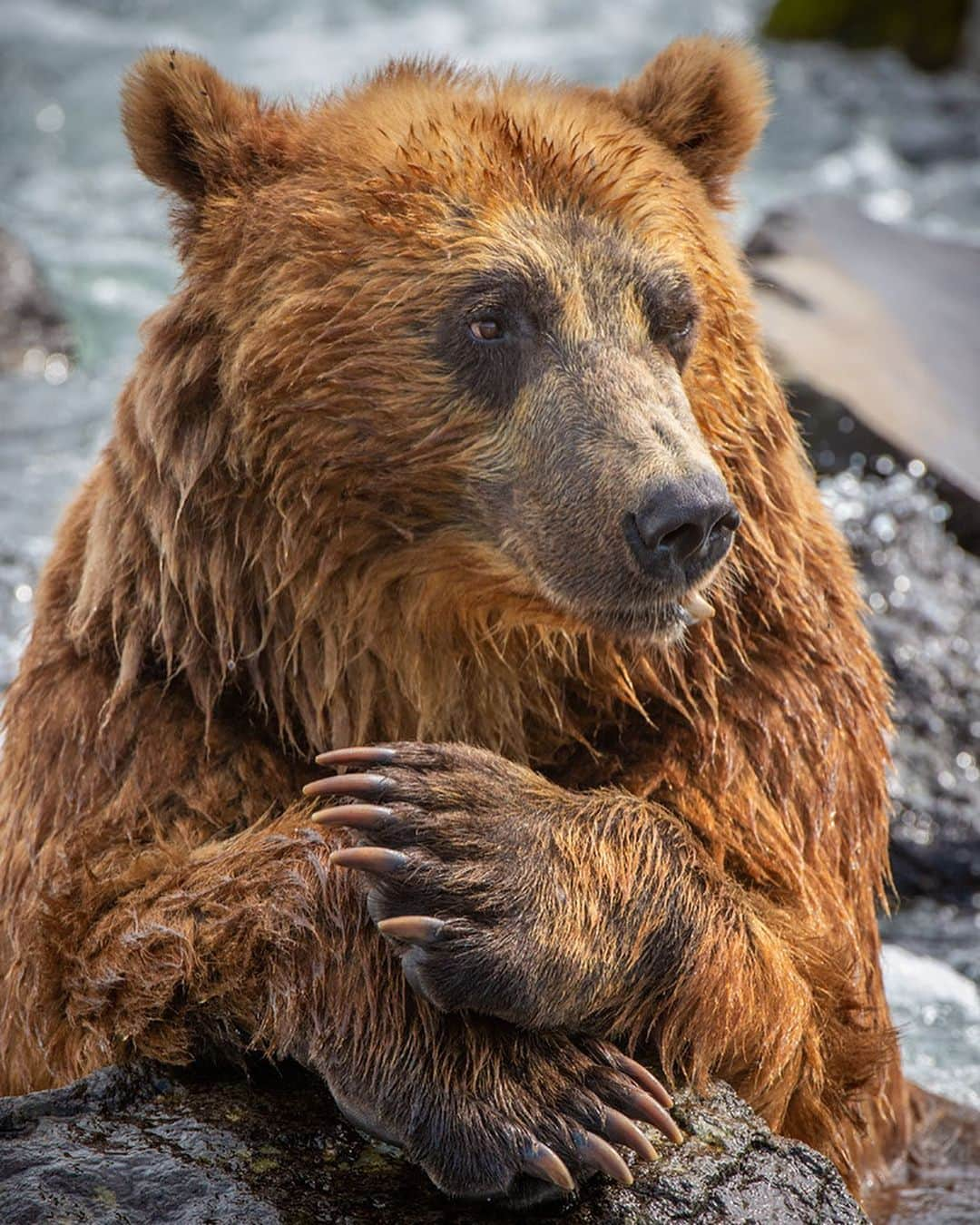 thephotosocietyさんのインスタグラム写真 - (thephotosocietyInstagram)「Photograph by @andyparkinsonphoto/@thephotosociety      Toothy – He might only have been the second biggest bear on the river, behind the formidable Scarface, but Toothy was still an awesome animal, uniquely coloured in reds, oranges and yellows he is a post-processing nightmare! Famed for his snaggletooth, the result of a fight with Scarface some 4 years earlier, he was also the most confiding. His favoured fishing spot, where he would spend his days lounging in the river, was the closest to where sat, and on this occasion he decided that he might come a little closer. He remained in the river, his mighty bear butt cooled by the constant flow, but decided to rest instead on a different rock. Here he lay for some time, running through a model-like repertoire of poses. ‘Give me contemplation Toothy, now look away wistfully, into the near distance’. It’s rare indeed for an animal to be quite so co-operative and given the river behind, all cluttered and distracting, the only option was to go in tight. I needed to try and achieve front to back sharpness as there was little point having nice sharp eyes but then having both the nose and paws drifting frustratingly out of focus. As such I increased my ISO to 3200 and then set my aperture at F16. This gave me a corresponding shutter speed of 1/400sec, more than enough to freeze the gentle movement as Toothy’s head swayed side to side, giving us all manner of compositional possibilities. So here are a few of them, starting with a symmetrical portrait showing those incredible paws off in all their glory. Included are just a few other versions, just in case you wanted to pick a favourite.」8月3日 7時07分 - thephotosociety