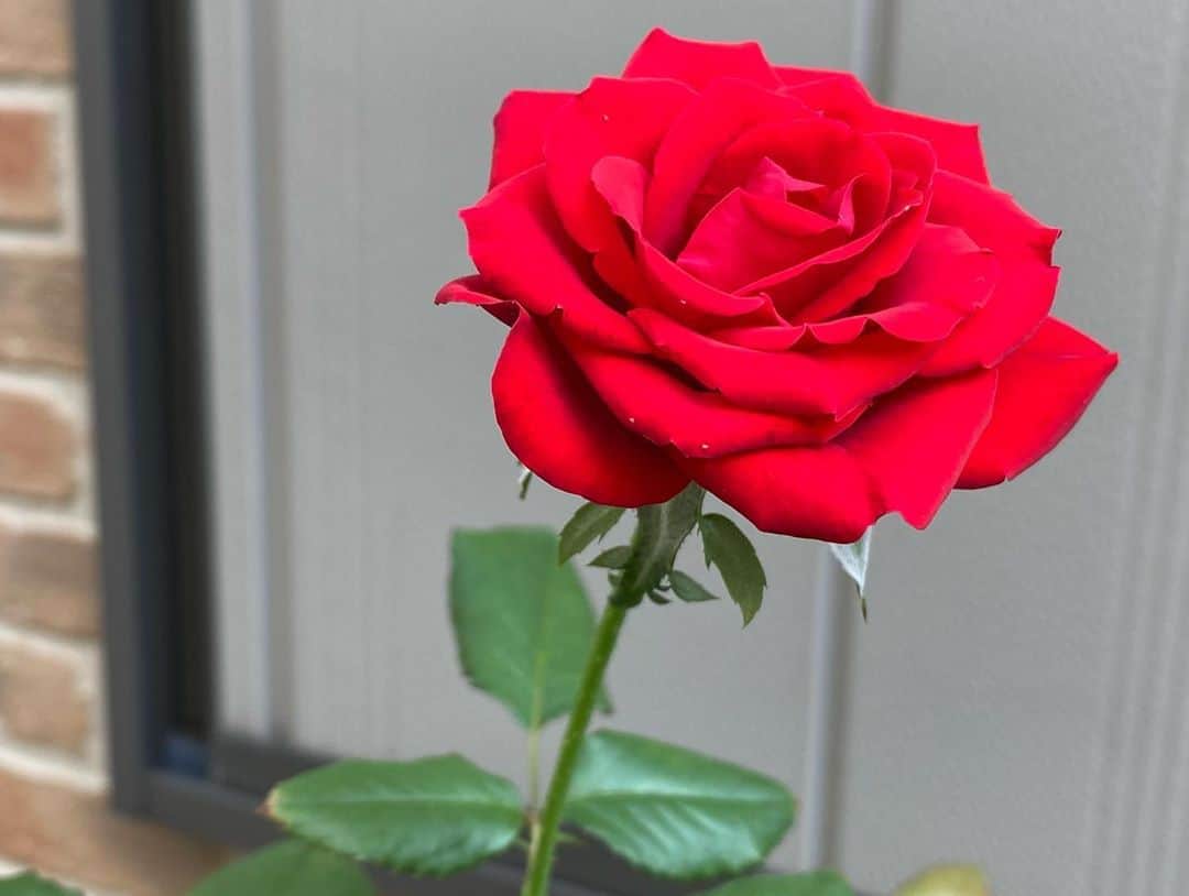 のインスタグラム：「#バラ日記 #roses 110日目　晴れ  フランソワーズゴジャール  パローレ チアガール バレリーナ ロイヤルサンセット アルティシモ ラフランス ほほえみ シャルルドゴール ホソバヒャクニチソウ（名前判明）  #roses🌹 #rosestagram #rose  #peace」