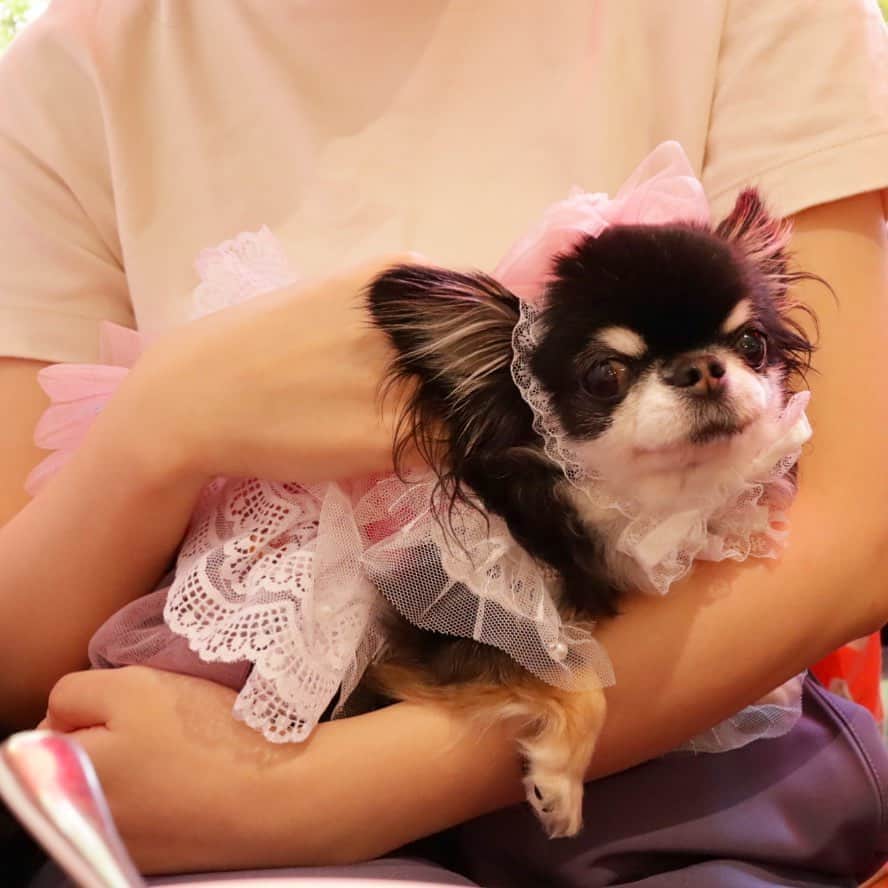 kayoのインスタグラム：「* * * ナデナデしてもらって ご満悦なめろめろ☺️💕 * * Melon💗 * * #chihuahua#chihuahualove#dogstgram#dog#instadog#チワワ#チワワ大好き#チワワのいる暮らし * * *」