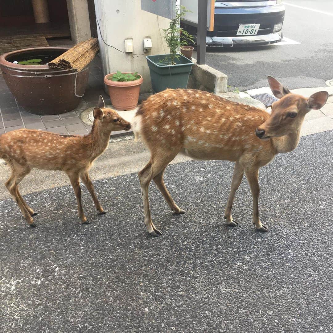 Enseさんのインスタグラム写真 - (EnseInstagram)「. お店の前に、鹿があらわれました！ えさを求めて、うろうろ...。 親子三匹？(写真は二匹ですが)でこんにちは。 暑いのにご苦労さまです。  お店に入ってくれるかな〜と思いましたが、そこはわきまえてくれたみたいです。笑  #奈良 #ならまち #鹿 #ense #bag #jewelry #leather」8月17日 18時06分 - ense.jp