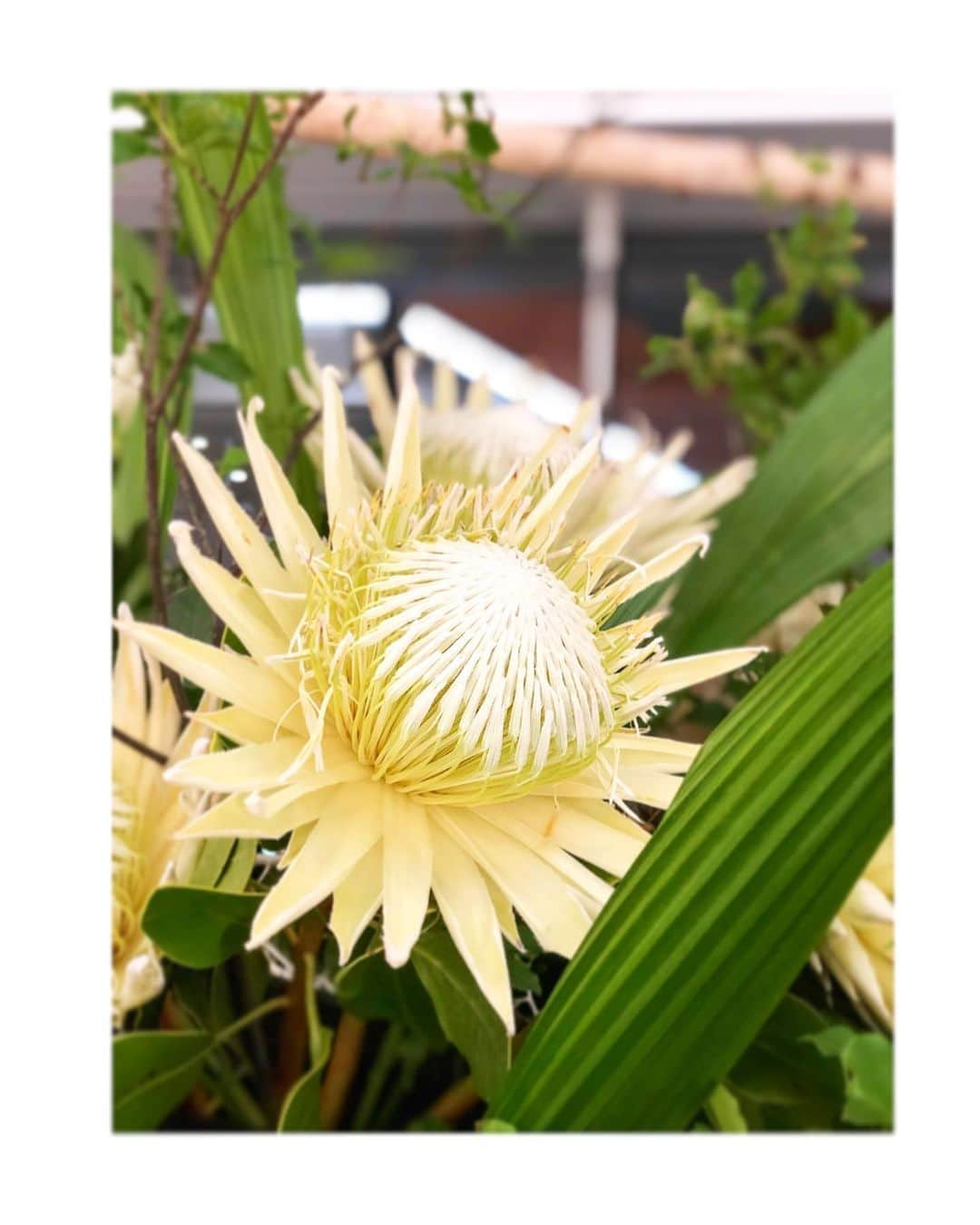 立花サキさんのインスタグラム写真 - (立花サキInstagram)「この花、なんて#花 か知ってる方？ 教えて下さい！！！ ﻿ ﻿ ﻿ 話しは変わりますが、今日は色々と考えさせられる日でした。﻿ ﻿ #歴史 #人間 #世の中 #自然 #戦争 #SNS #映画 #ドラマ #本 #マンガ #虫 #東京  ﻿ 頭の中がグルグルグルグル。﻿ ﻿ ﻿ でもそれが楽しい☺️﻿ ﻿ ﻿ #表面的 に考えるのではなく﻿ もっと#深掘り していきたいと思いました。﻿ そして、自分の気持ちに﻿ #素直 になって行動していきたいと﻿ 思えた日でした😊﻿ ﻿ ﻿ ﻿ でもさーちょっと 暑すぎません？﻿ ﻿ ﻿ これもう、サウナやん！﻿ ﻿ 昼間に#OS-1 (経口補水液)を飲んだら﻿ 美味しく感じてしまって﻿ ちょっと危険を感じた。。。 ﻿ これから先どうなるんだろう。﻿  #温暖化 が進み、もっと大変に なってしまうと思う。 ﻿  一人一人がもっと考えて﻿ 行動していかないと﻿ #地球 がおかしくなってしまうよ😭 ﻿ 少しでも#ECO を意識して﻿ 行動していきましょう！﻿ それと#健康的な生活  #身体が #資本 だから！ ﻿ ﻿ 絶対大切だと思う！！﻿ ﻿ 私ももっと意識していきます。﻿ ﻿ ﻿#大切 #命 大切にしていきましょう！」8月17日 18時29分 - tachibanasakichaso