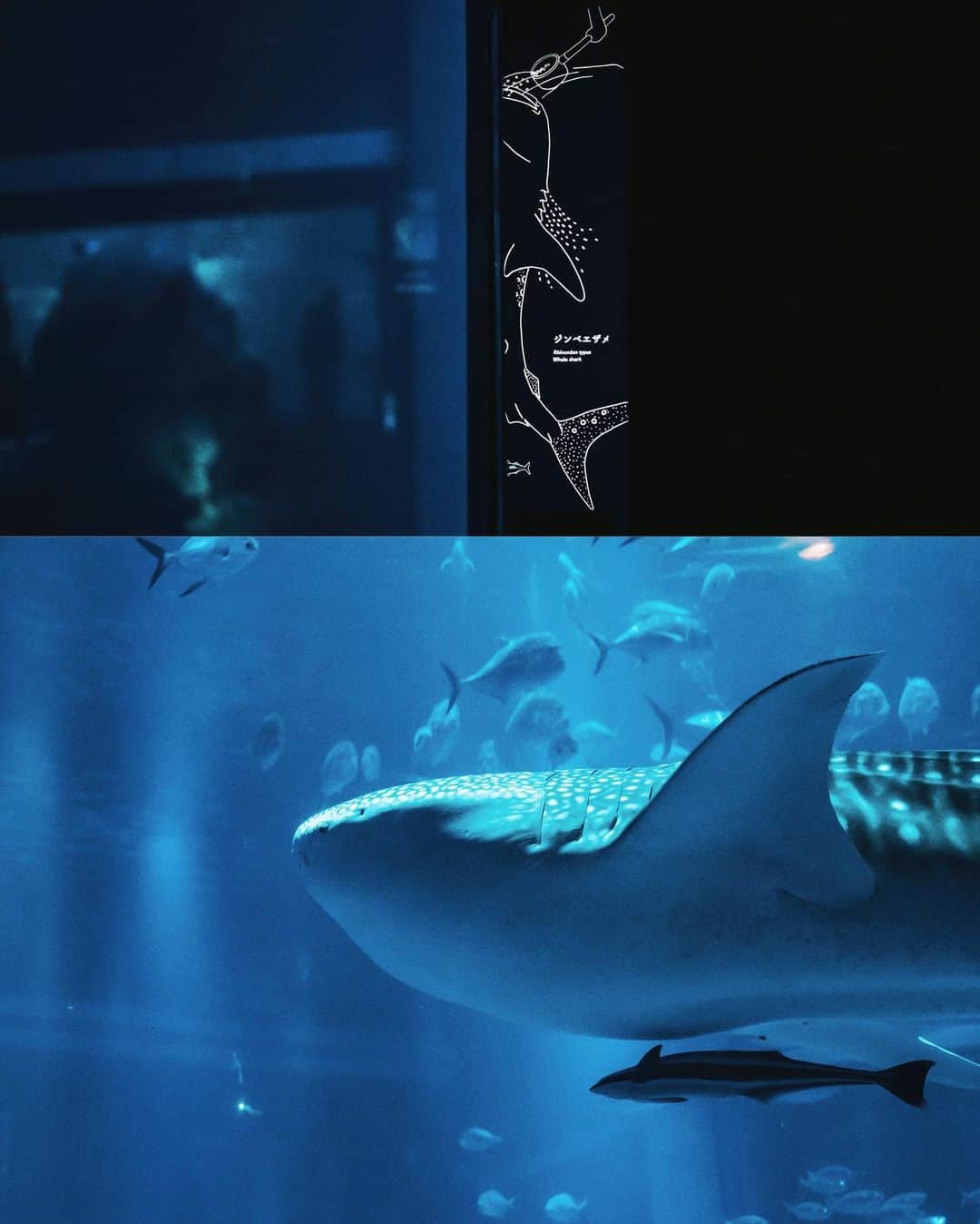 fuka_09さんのインスタグラム写真 - (fuka_09Instagram)「﻿ Apuarium﻿ ﻿ ﻿ #aquarium﻿ #海遊館」8月17日 18時29分 - fuka_09