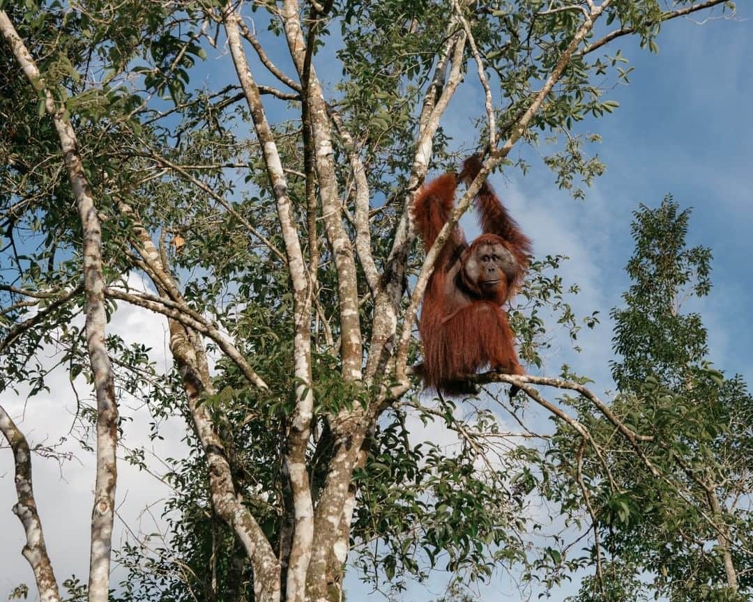 National Geographic Travelさんのインスタグラム写真 - (National Geographic TravelInstagram)「Photo by Muhammad Fadli @mfimages  An orangutan sits in a tree in Tanjung Puting National Park, Central Kalimantan, Indonesia. The park is home to the world’s largest wild population of orangutans and is among the easiest and most accessible places to see them in the wild. Follow @mfimages for more images and stories. #tanjungputing #centralkalimantan #orangutan #indonesia」8月17日 19時03分 - natgeotravel