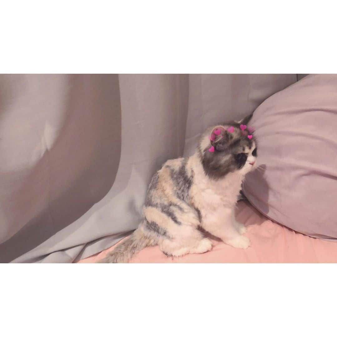 望月瑠菜のインスタグラム：「☀︎✂︎☀︎✂︎☀︎✂︎ #サマーカット #cat」