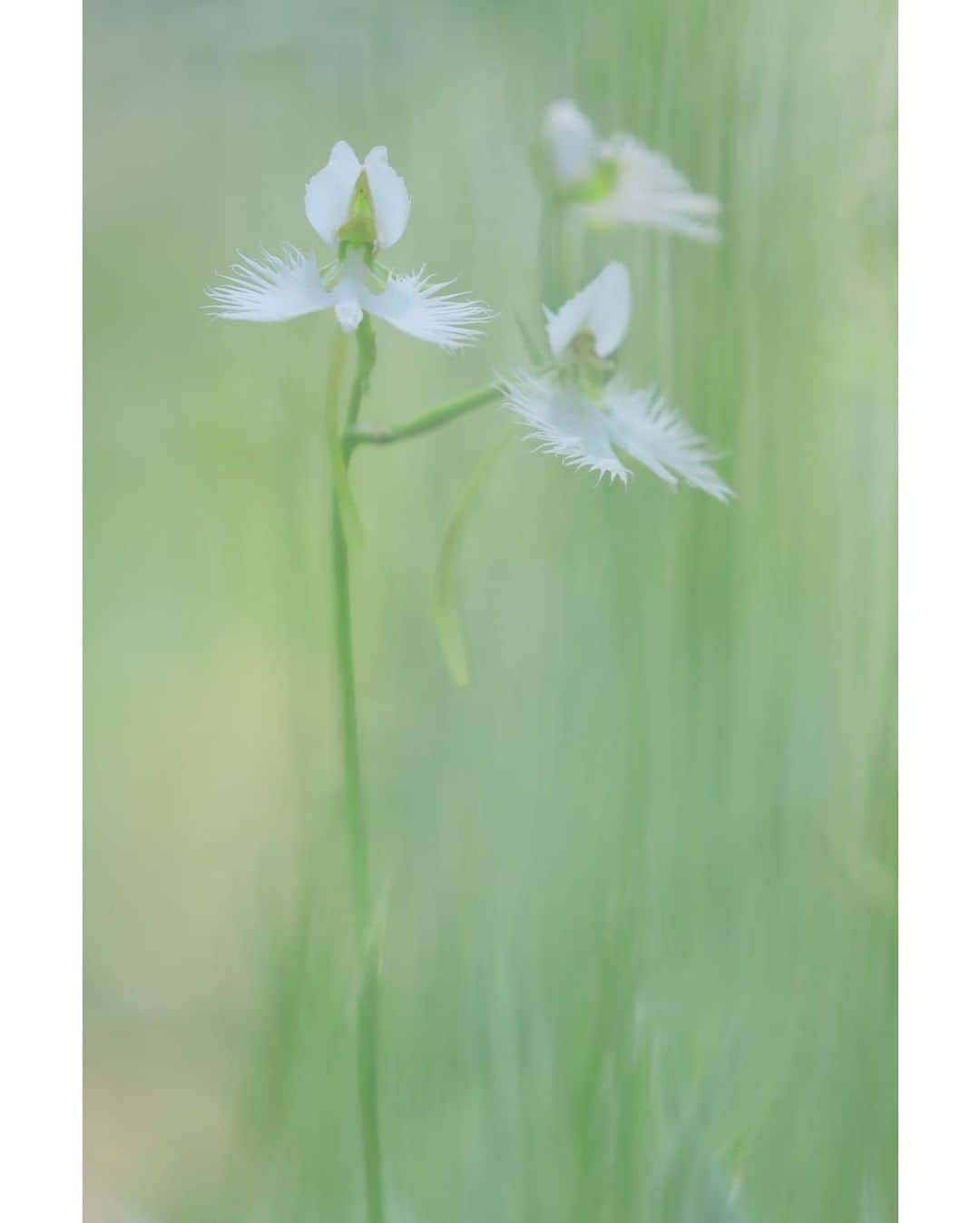 花の写真館のインスタグラム：「Photo by 落合 俊哉.⠀ .⠀ Original Post[投稿いただいたURL]⠀ https://www.facebook.com/photo.php?fbid=1503138969870761⠀ .⠀ 本アカウントは、 #私の花の写真 をつけてInstagramに投稿された皆さまの花の写真や、「花の写真館」Facebookページで投稿された花の写真を紹介します。⠀ 「花の写真館」Facebookページは、「 @floral.photograph 」のプロフィールにあるURLからご覧ください。⠀ .⠀ ※各自、政府、自治体など公的機関の指示に従った行動をお願いします。⠀⠀ 東京カメラ部および分室では、写真を「見る楽しみ」を提供することを通して、微力ながら皆様にわずかな時間でも癒しをお届けしたいと思っております。⠀ ※本アカウントは東京カメラ部がFacebook、Instagramのサービスを利用して運営しているもので、Facebook社・Instagramとは一切関係ありません。⠀ .⠀ #花の写真館 #floralphotograph #floralphoto #flower #flowers⠀ Follow: @floral.photograph」
