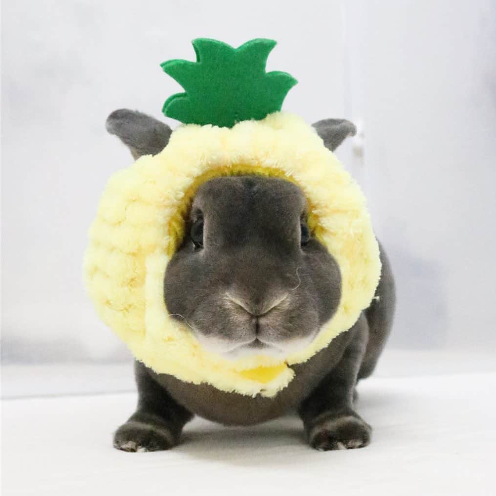 Kayoのインスタグラム：「🍍8/17でパイナップルの日🍍 ワタシの推しはゴールドバレルです♡」