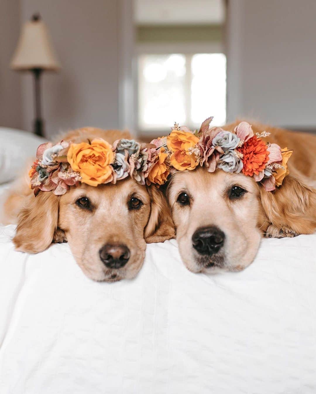 Kapten & Sonさんのインスタグラム写真 - (Kapten & SonInstagram)「'Cuddles and snuggles.' 🧡 @lizzie.bear enjoying monday cuddles in bed. 💫  #bekapten #kaptenandson ⁠ .⁠ .⁠ .⁠ #cuddles #snuggles #dogs #flowers #stayinbed #home #dogsofinstagram」8月17日 20時01分 - kaptenandson