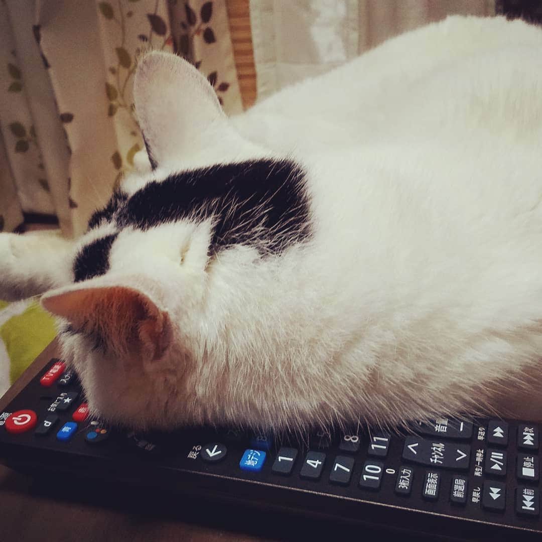 川久保秀一さんのインスタグラム写真 - (川久保秀一Instagram)「こじろう君、それは枕ではないのだが…。  #白黒猫 #老猫」8月17日 20時05分 - hidekazu_kawakubo