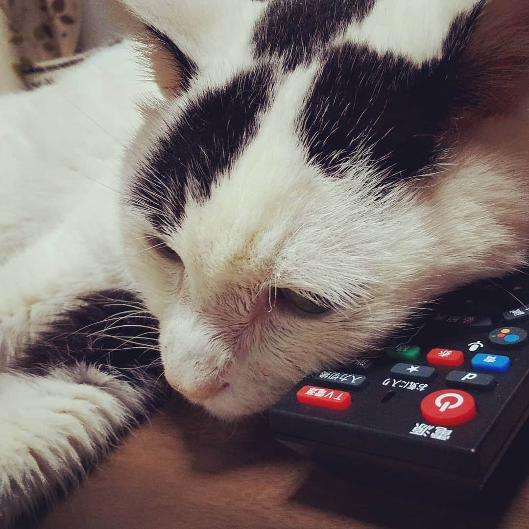 川久保秀一さんのインスタグラム写真 - (川久保秀一Instagram)「こじろう君、それは枕ではないのだが…。  #白黒猫 #老猫」8月17日 20時05分 - hidekazu_kawakubo