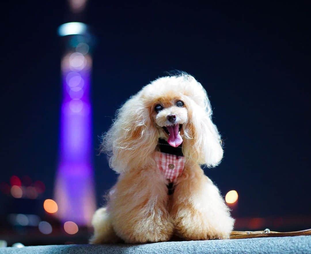 Toypoodle Mikuru?Asakusa Tokyoのインスタグラム：「20200817 Monday. Goodnight 🌟 . 今日は出勤だったので、みくるは一日お留守番😔 なので、みくるん よるんぽ張り切ってました‼️ が 飼主疲労の為ショートコースでした😅 . 明日は頑張るから今夜は許して〜💧 . #tokyoskytree #asknowasdewan #湿度との戦い . 今夜はスカイツリーをボカす方向で❗️ と思ったらボカシすぎて、何が写ってるんだかなぁみたいな😓」