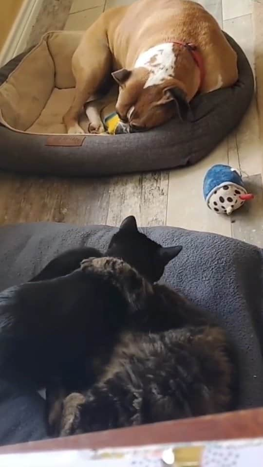 Pleasant Catsのインスタグラム：「The dog hiding his tears... heart been broke so many times ah ah ah 😭 💔 From goodkymistry - on tiktok  • • • • #pleasantcats #cat #cats #kitten #kittens #kitty #gato #neko #meow #cute #fluffy #adorable #pet #pets #animal #animals #instacat #instapet #catsofinstagram #petsofinstagram #catstagram #petstagram #ilovemycat #weeklyfluff #catoftheday #catlover #adoptdontshop  #고양이 #ねこ  #猫」