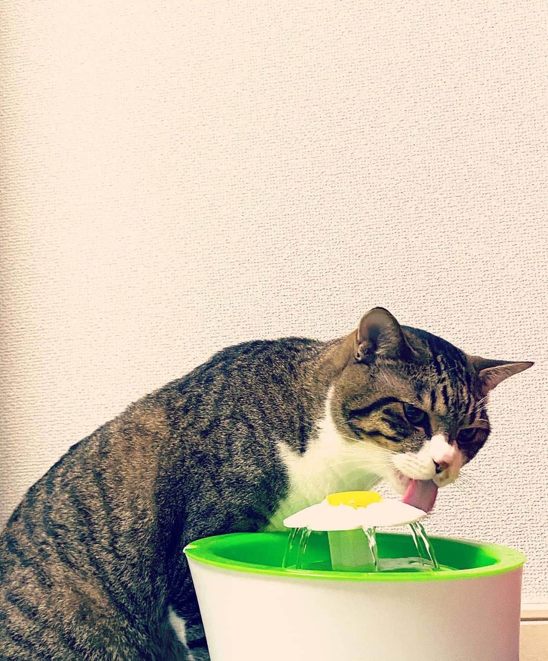のインスタグラム：「ルカに 『水も、ちゃんと飲んでね』と言うと 飲んでくれる。 まだ一緒に生きて3年ちょいなのに、これって更にこの先が楽しみになるね😆 #lukaly #catsofinstagram #にゃんすたぐらむ🐾」