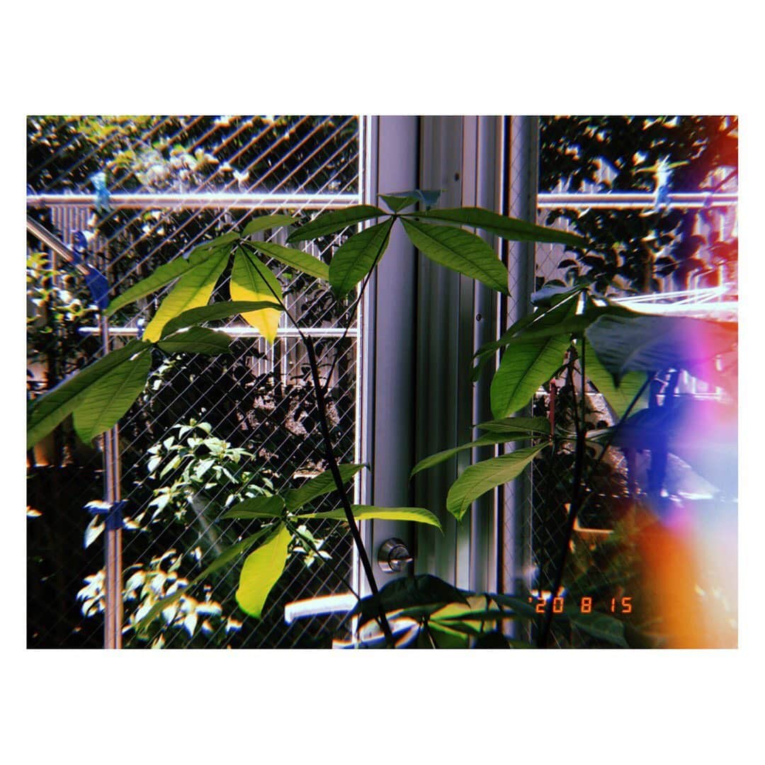 樋井明日香 のインスタグラム：「お家の観葉植物がどんどん成長してる。 新芽ちゃんが可愛すぎ☺️🌱」