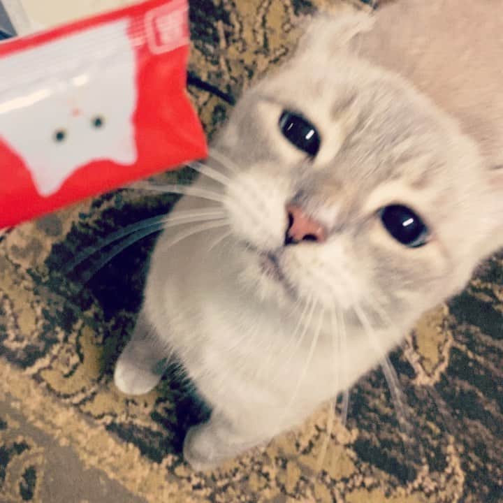 のインスタグラム：「‪本当に好きやね。‬  ‪#立って食べる猫 ‬ ‪#ちゅーる  #cat #猫　#猫動画 ‬」