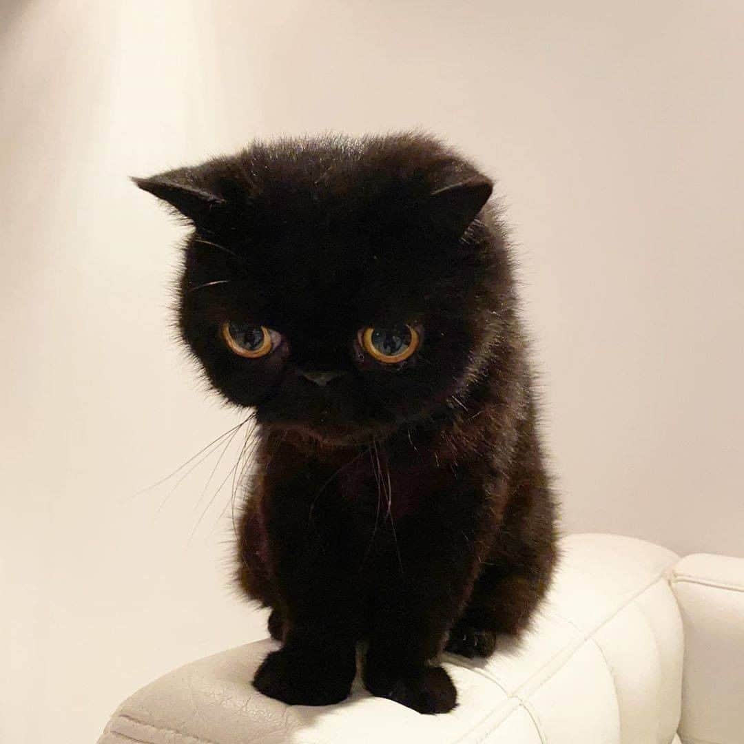 PECOねこ部さんのインスタグラム写真 - (PECOねこ部Instagram)「lovem_riku「黒ネコ感謝の日」 . #黒だから見つけづらい？ #写真写り？ #いえいえ🖐👀 #黒猫さんにはこんなに魅力がいっぱいあるの♡ #黒猫さんは幸せを運んでくれるニャンコだよ😍✨ . 素敵な投稿してくださったのは… @coron2 さん @hogoneko_gram さん @machimachico.a さん @dirty2cats さん @morey.kurosuke さん @lovem_riku さん @mugistagram_life さん @kurotora45 さん @kuromame_neko さん @fugsaya さん  他にも素敵なお写真がたくさんあるので、ぜひ遊びに行ってみてくださいね♪  #ペコねこ部 をつけて投稿すると… PECOのSNSで楽しくご紹介させていただきます😋  #ねこ #猫 #ネコ #ねこ部 #にゃんこ #かわいい #cat #cats #catsofinstagram #cats_of_instagram #catstagram #kawaii #meow #catlover #黒猫感謝の日 ##BlackCat #BlackCats #BlackCatAppreciationDay #BlackCatAppreciation #黒猫 #保護猫 #RSPCA #英国王立動物虐待防止協会」8月17日 21時01分 - pecocats