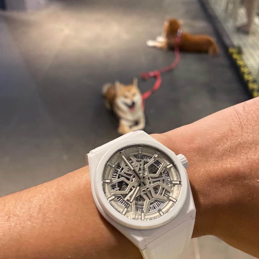 RCEOさんのインスタグラム写真 - (RCEOInstagram)「白素贞遇上柴犬~#zenith #zenithelprimero #zenithdefy #zenithwatches #zenithwatch #zenithpilot #zenithvintage #watchdiamonds #elprimero1969 #elprimero50 #elprimero #watchfam #zenithskeleton #wristshot #wristporn #zenith1969 #watchaddict #elprimero #zenithdefyclassic #watchcollector #watchaddict #zenithwatchforum #likeforlikes #sgbloggers#followforfollowback」8月17日 21時06分 - rccr7