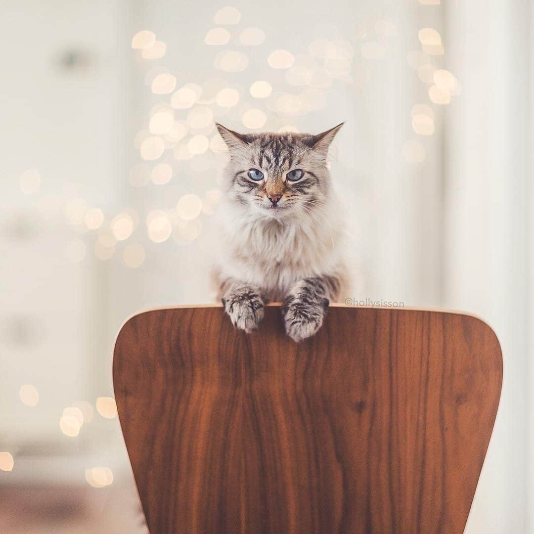 Holly Sissonさんのインスタグラム写真 - (Holly SissonInstagram)「This is my funny face 😹 (Selling the camera I shot this with, contact me via my bio if interested!) #Toronto #cat #pet #Siberian (See more of Alice, Finnegan, and Oliver, on @pitterpatterfurryfeet) ~ Canon 1D X MkII + 85 f1.2L II @ f1.2  See my bio for full camera equipment information plus info on how I process my images. 😊」8月17日 21時12分 - hollysisson