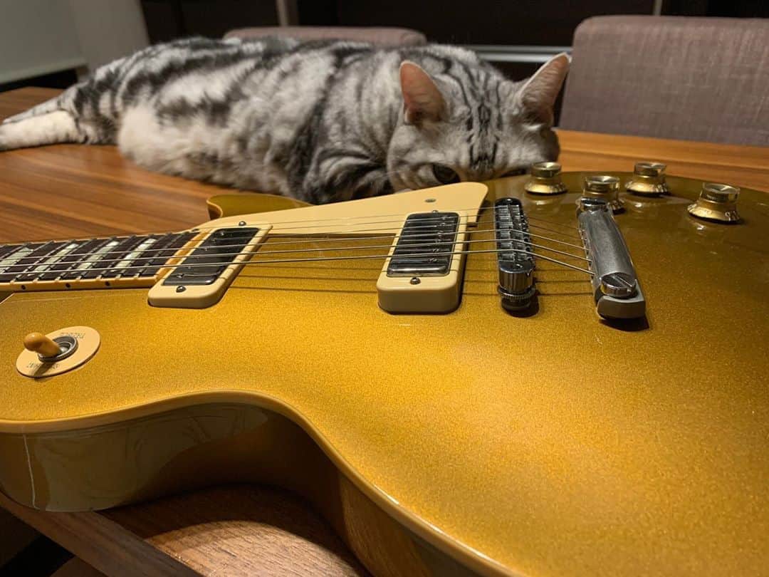 増崎孝司のインスタグラム：「レスポールと猫  Rewoundして貰って太くなったLP deluxe Mini Humと、最近テーブルマナーの良くないアメリカンな猫」