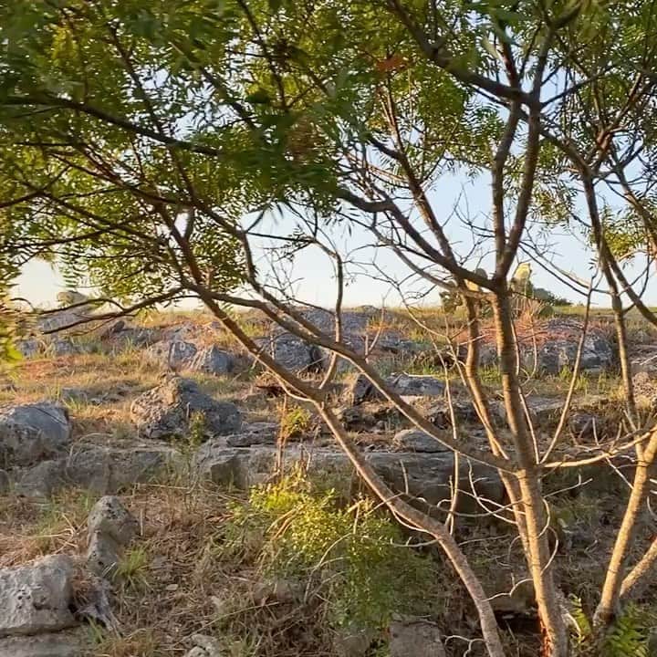 ビル・ゴールドバーグのインスタグラム：「....not a bad way to start out the day! 👊 #texas #nature #deer #freedom #stopandsmellthecactus 😬 GO GET SOME!!!!!! #spear #jackhammer #whosnext 🇺🇸👊」