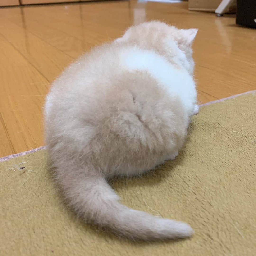 こちょねこ父さんのインスタグラム