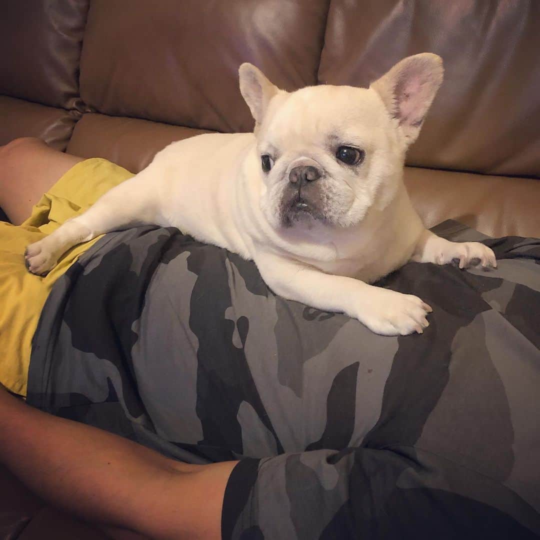 タニム（マーブル母）のインスタグラム：「* 父のお腹の上に乗せられて困り顔のマーブル😂 * #父を癒すのもお仕事です #父は毎回大満足 #一日一回の試練 #私のアモーレ🐷❤️」