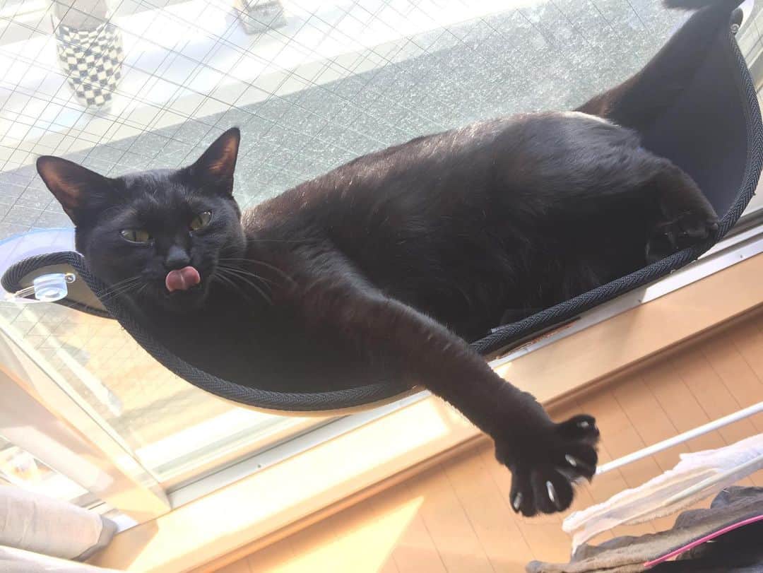 亜生さんのインスタグラム写真 - (亜生Instagram)「今日は黒猫感謝の日だそうです。 #黒猫感謝の日  #助六 #銀次郎 #いつもすんませんね #助かってます」8月17日 21時26分 - aseihurricane