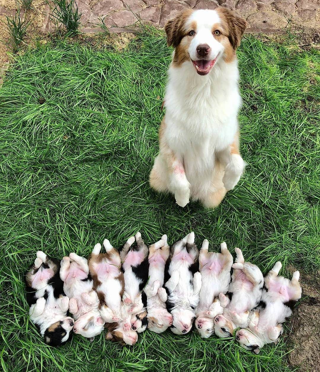 のインスタグラム：「Proud Mom By @dog_appledore」
