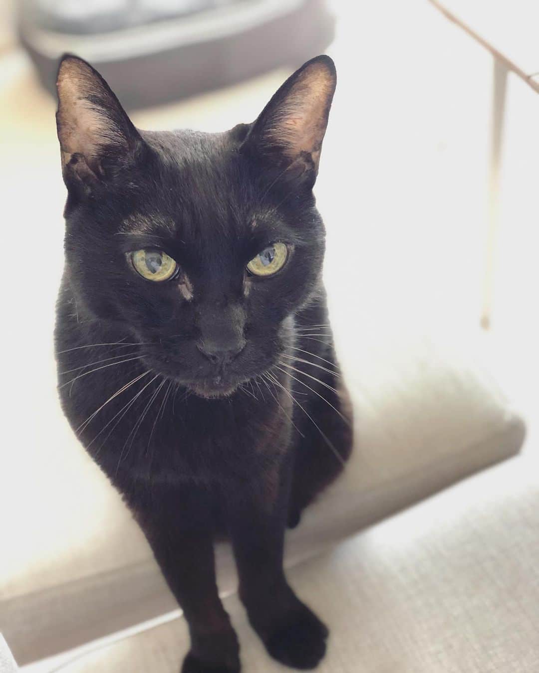 英玲奈さんのインスタグラム写真 - (英玲奈Instagram)「今日は、 #黒猫感謝の日  だって！！ 毎日言ってるけど、 ママの子になってくれてありがとう！ 影がいたから生きてこられたよ！ 大好き！」8月17日 21時45分 - erena_erenyan
