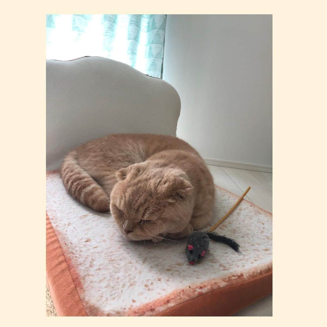 相馬有紀実のインスタグラム：「仲良しこよし。  #猫 #すこてぃっしゅふぉーるど #猫とねずみ #もへい　#ねこすたぐらむ #ねこのいる生活 #猫好きさんと繋がりたい #平穏」