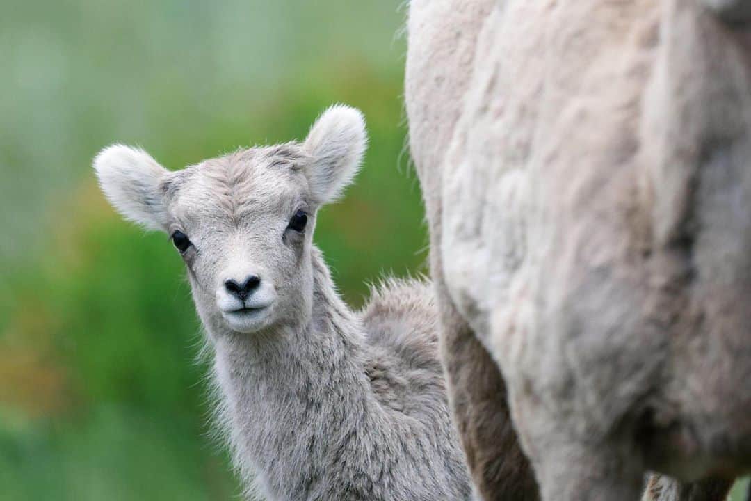CANON USAさんのインスタグラム写真 - (CANON USAInstagram)「Photo by Canon Ambassador @johnemarriott "A bighorn sheep lamb peers out from behind its mom in Jasper National Park, Alberta, Canada."  Camera: #Canon EOS R5 Lens: EF 500mm f/4L IS II USM」8月17日 21時52分 - canonusa